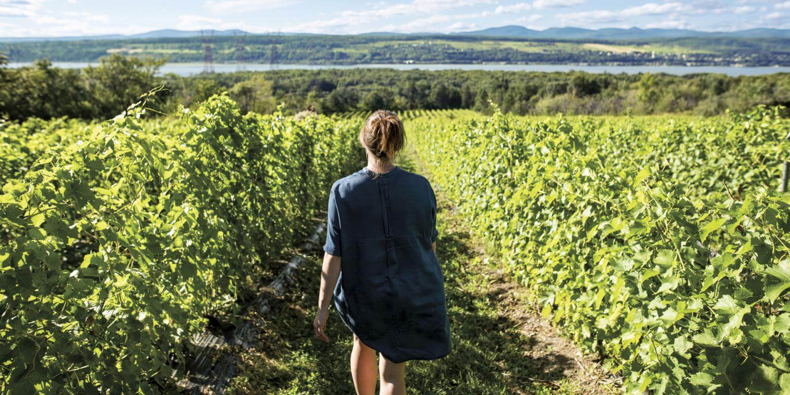 A woman walks through the Isle de Bacchus vineyard on Île d'Orléans.