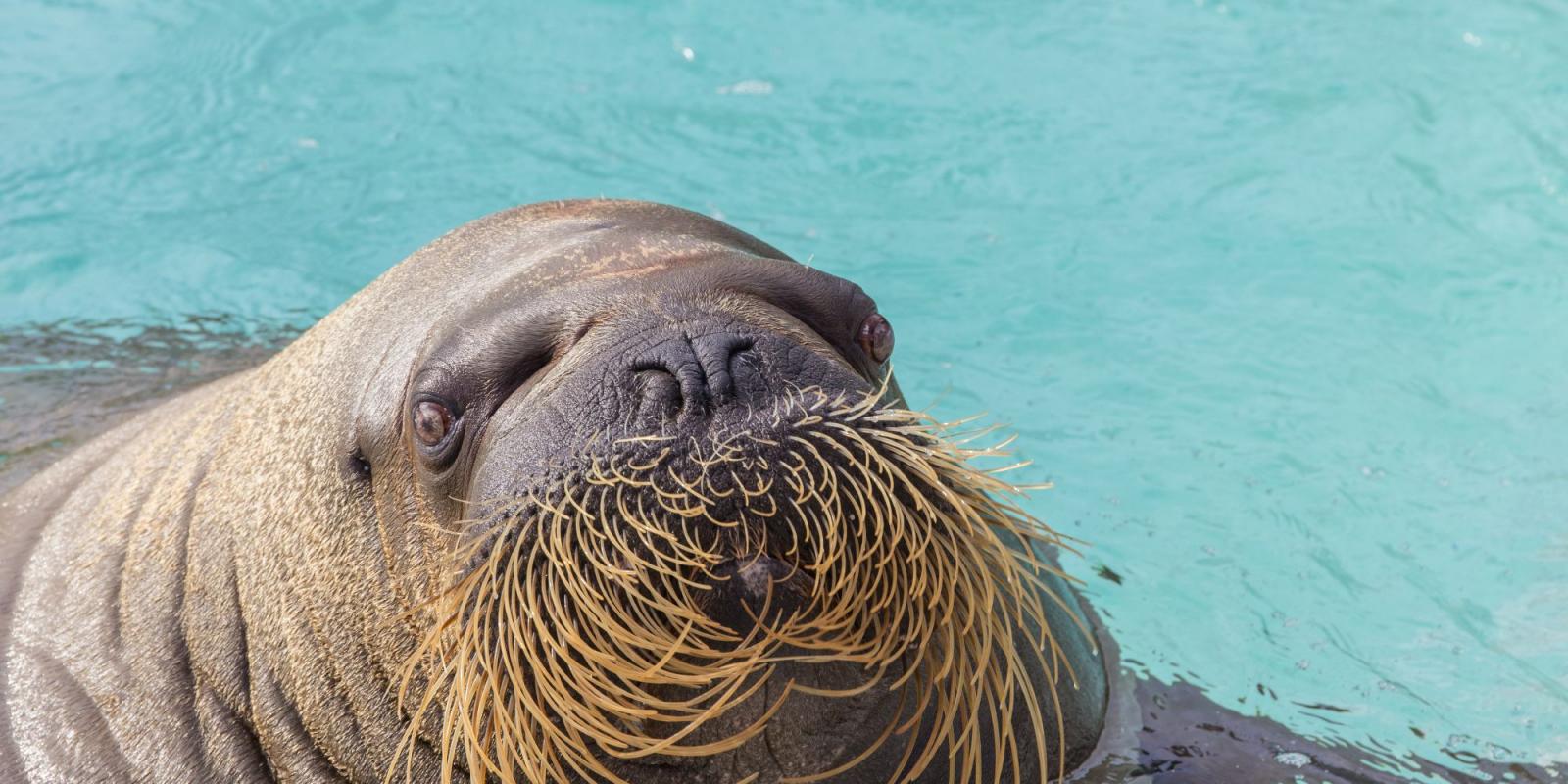 Aquarium Du Quebec Aquarium Activities And Attractions Visit Quebec City