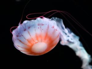 Aquarium du Québec - Jellyfish