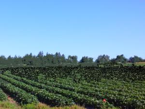 Ferme Léonce Plante - Champs de fraises