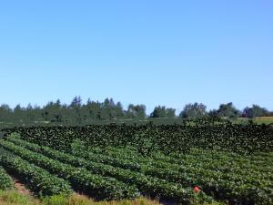 Ferme Léonce Plante - Strawberry fields