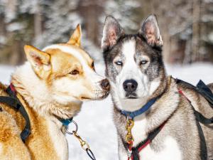 Au Chalet en Bois Rond - Notre meute de chiens de traîneaux
