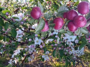 Verger Gaston Drouin - Flowering apple trees