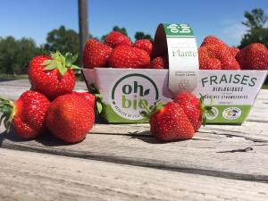 Ferme Jean-Pierre Plante - Oh Bio strawberries