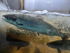 Passe migratoire à saumon de Cap-Santé - Jacques-Cartier River salmon