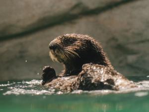 Aquarium du Québec - Les nouvelles loutres de mer