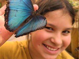BFLY - La volière à papillon