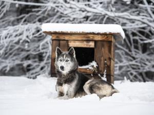 La meute nocturne-notre chien Capitaine