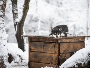 La meute nocturne-notre chien Carnage