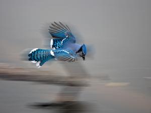 Marais du Nord (Agiro) - Geai bleu