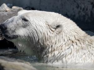 Aquarium du Québec - Ours blanc