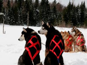 Aventure Inukshuk - chiens esquimaux avec harnais