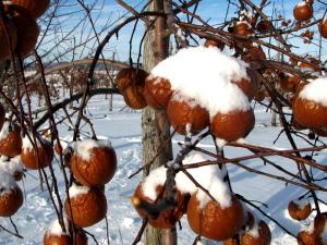 Cidrerie Verger Bilodeau - apple tree under the snow