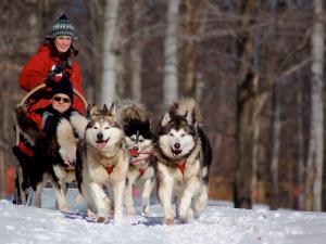 Les Secrets Nordiques - dog sled ride