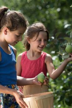 Deux fillettes cueillent des pommes dans un verger de l'Ile d'Orléans. 