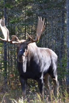 Moose Watching at Forêt Montmorency