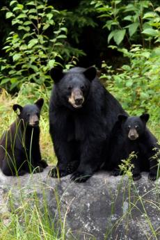 Observation de l'ours noir 