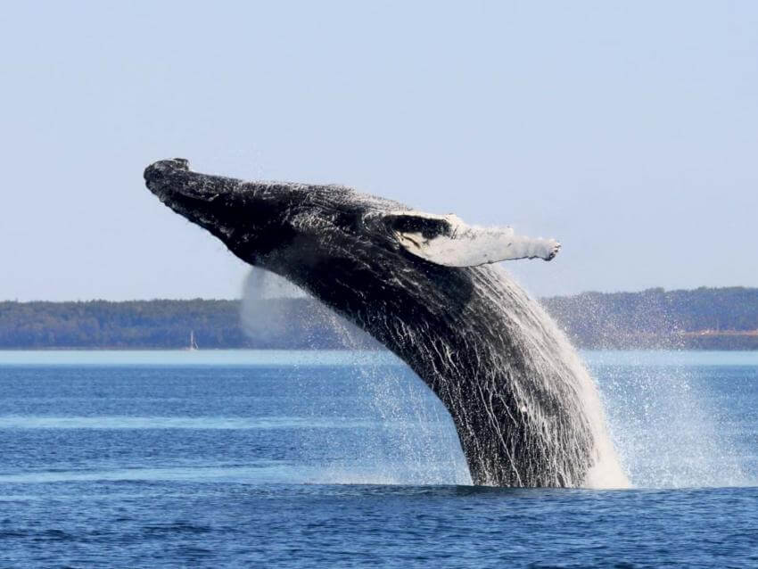 Baleine qui sort de l'eau à Tadoussac