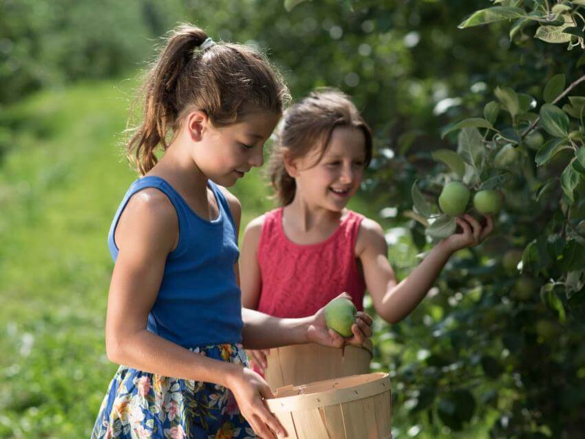 Two little girls pick apples in an orchard on Ile d'Orléans.