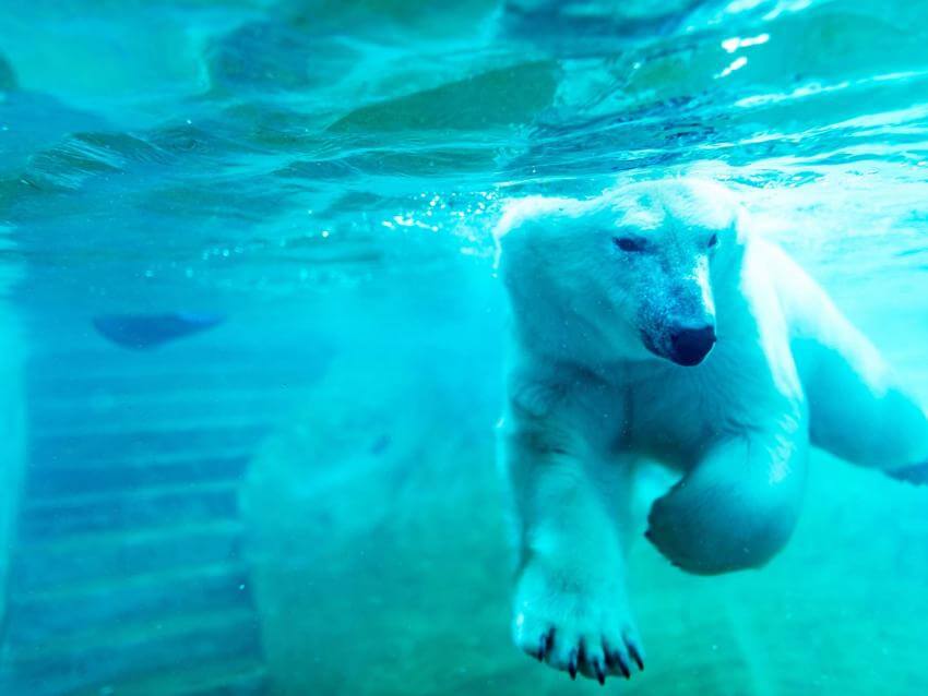 Polar bear swimming underwater at the Aquarium du Québec. 