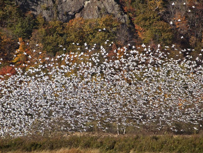 Snow Geese at the Cap Tourmente National Wildlife Area