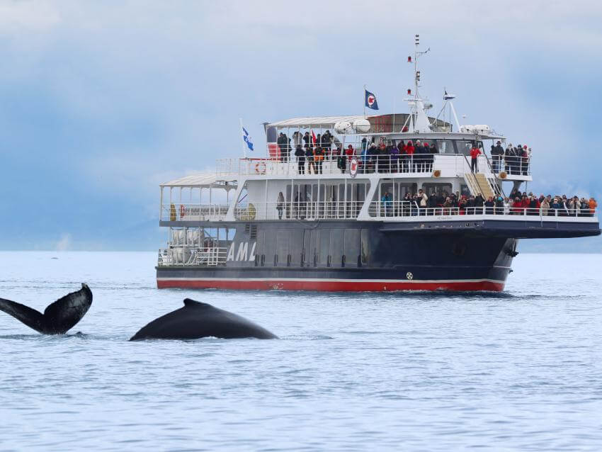 Excursion observation aux baleines