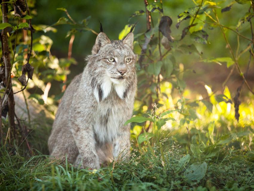 Lynx au Bioparc de la Gaspésie