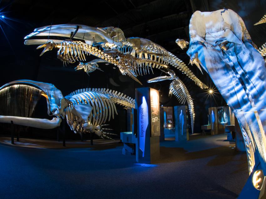 Exhibition at Marine Mammal Interpretation Centre