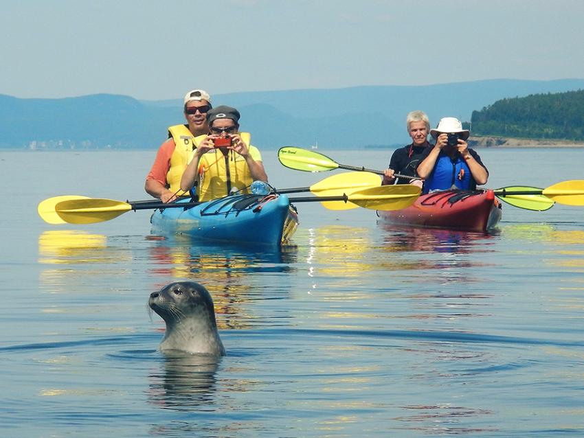 Seal watching from kayaks 