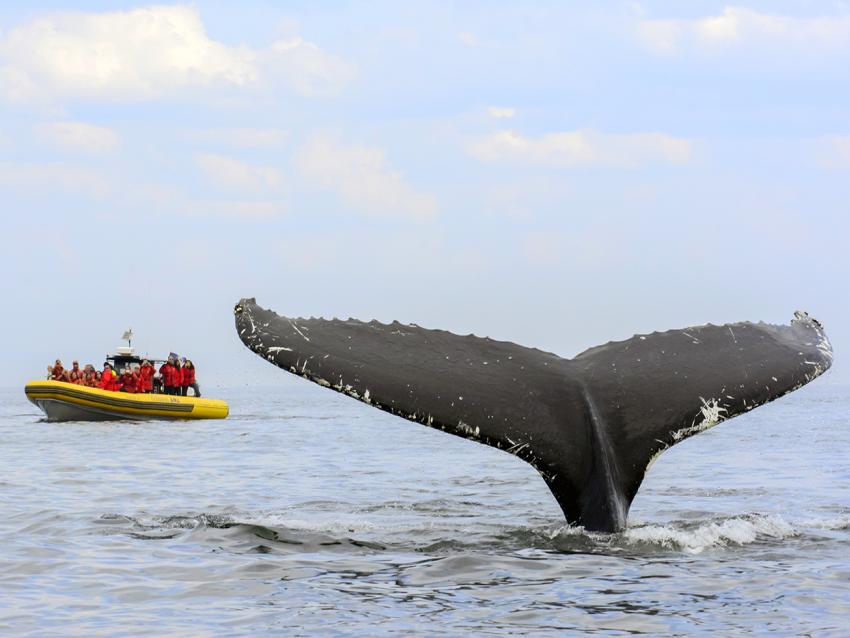 Observation de baleines avec Croisières AML