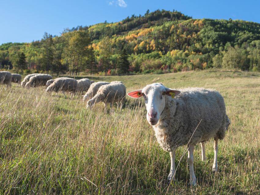 Des moutons sont dans un champ dans la région de Charlevoix.