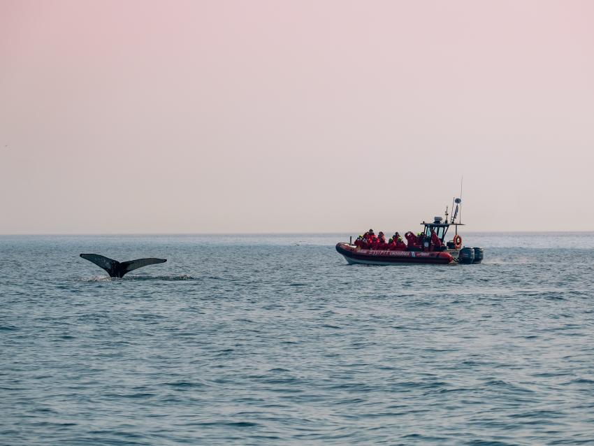 Observation de baleines avec Saguenay Aventures