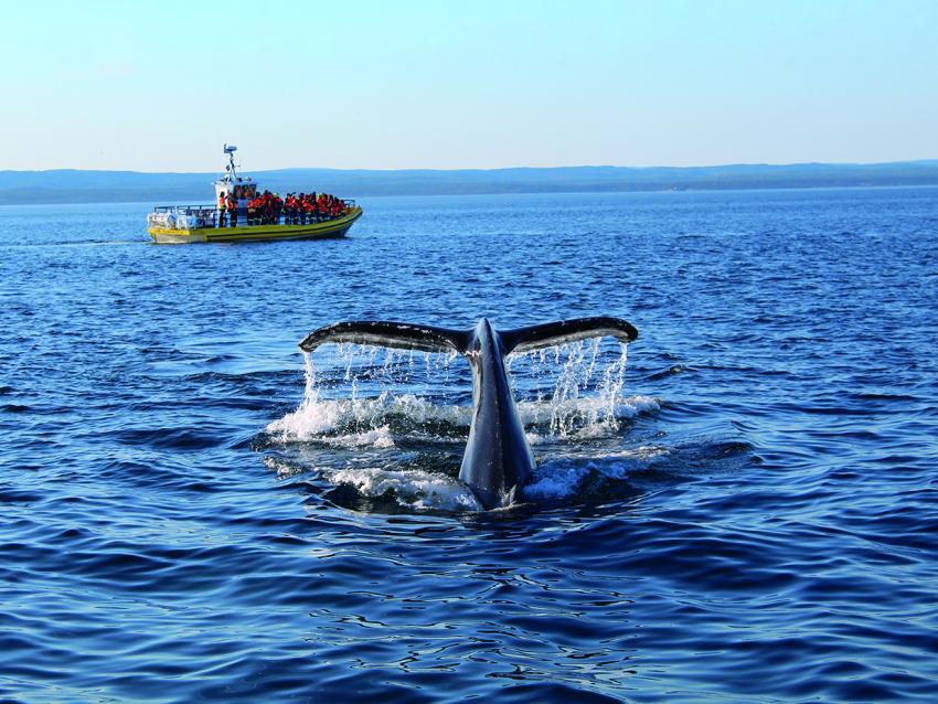 Observation des baleines en zodiac