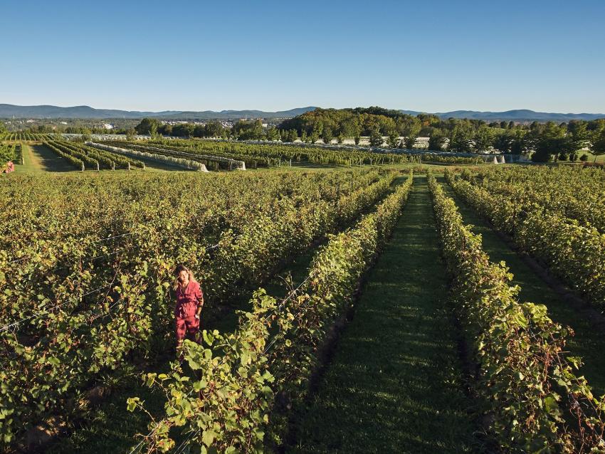 Vignes du Vignoble Sainte-Pétronille