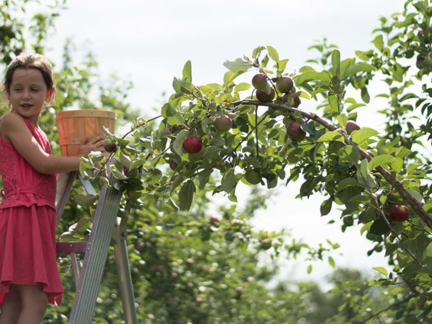Fillette grimpée en haut d'une échelle dans un verger pour la cueillette de pommes. 