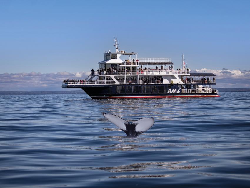 Whale watching excursion