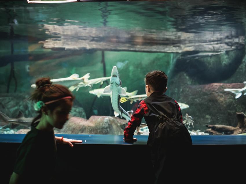 Aquarium du Québec - Tunels PEDS
