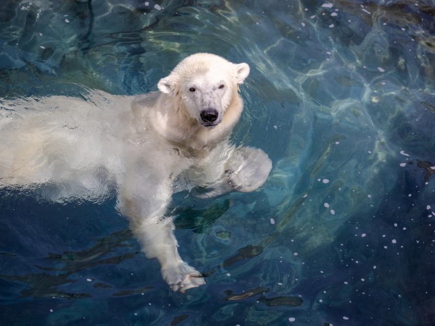 Aquarium du Québec - Ours blancs