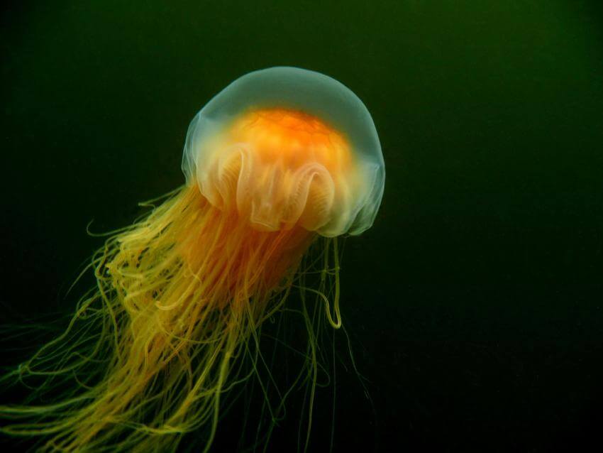 A jellyfish in a water basin at the Aquarium du Québec.