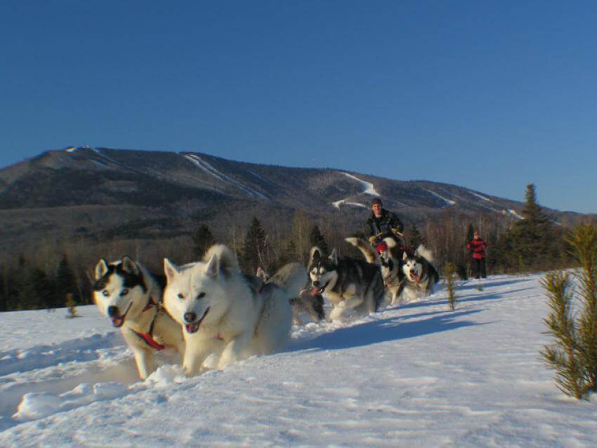 Les Secrets Nordiques - Eskimo dogs