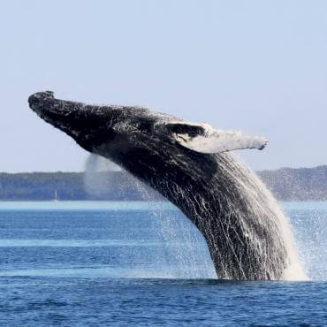 Whale coming out of the water in Tadoussac