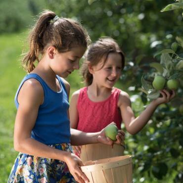 Deux fillettes cueillent des pommes dans un verger de l'Ile d'Orléans. 