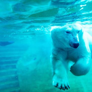 Ours polaire nageant sous l'eau à l'Aquarium du Québec.
