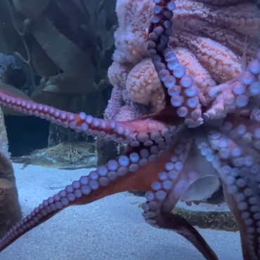 La relâche à l'Aquarium du Québec - Les secrets de la pieuvre