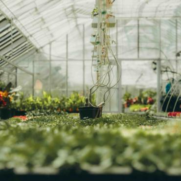 Portes ouvertes des serres