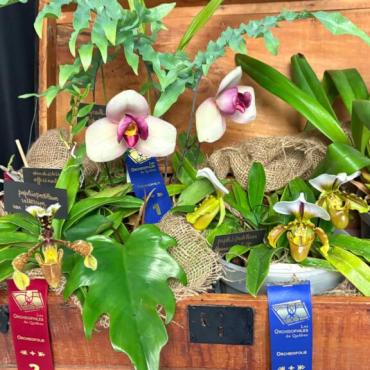 Orchidofolie 2026