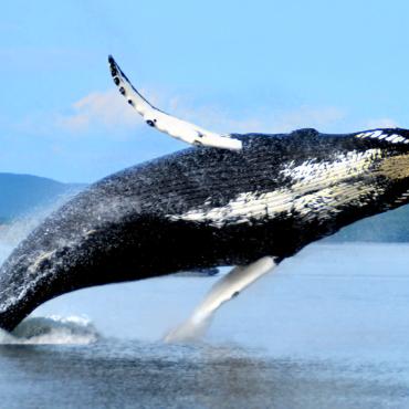 Baleine à bosse dans le Saint-Laurent