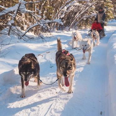 Two people are dog sledding on a snowy trail.