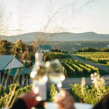 Vignoble Ste-Pétronille - vue